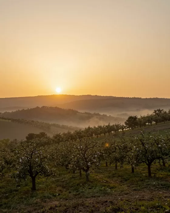 Orchard Dusk II