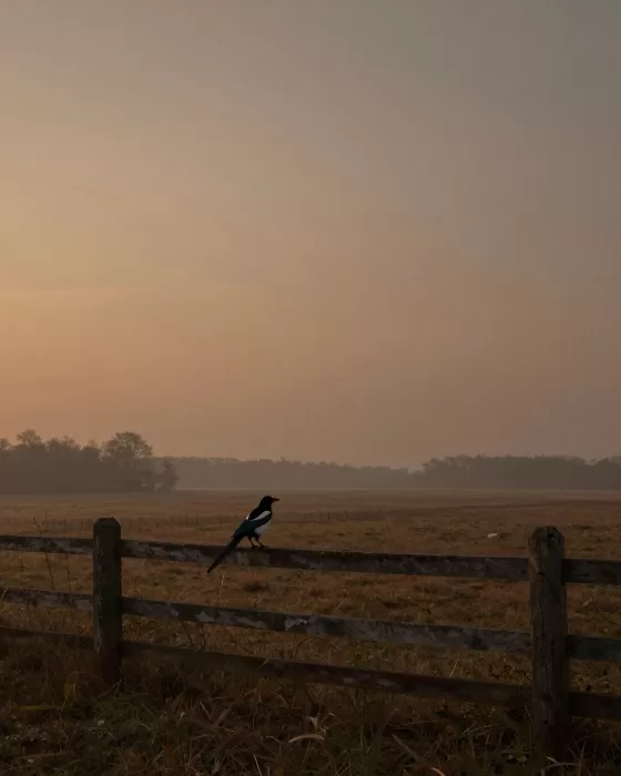 Solitary Sentry