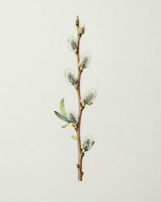 Arctic Willow