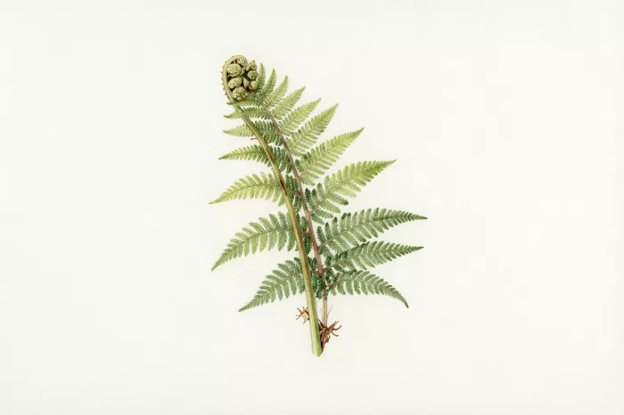 Tender Frond
