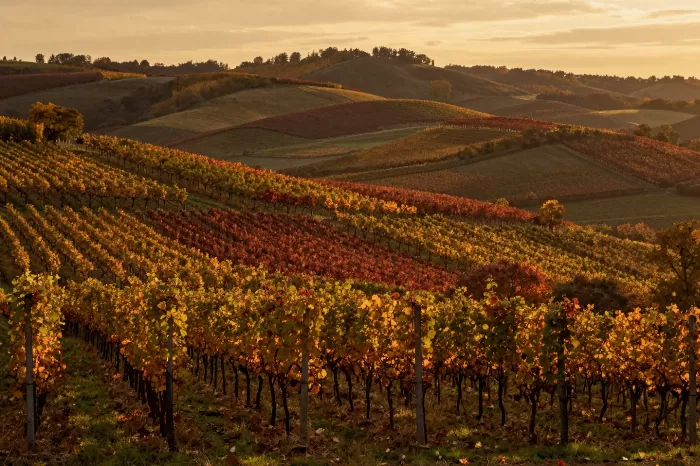 Autumn Vineyard
