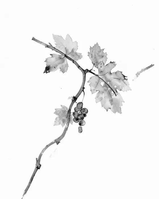 Grapevine Branch