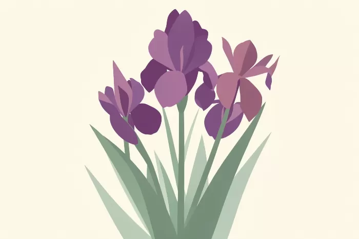 Plum Irises