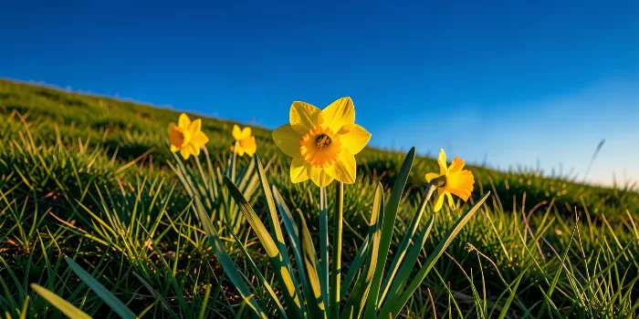 Golden Trumpets