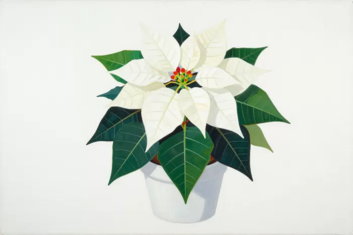 White Poinsettia