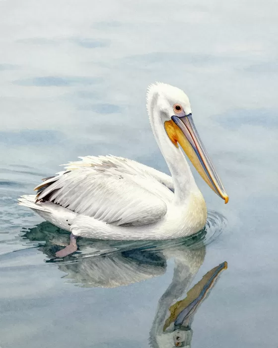 Drifting Pelican