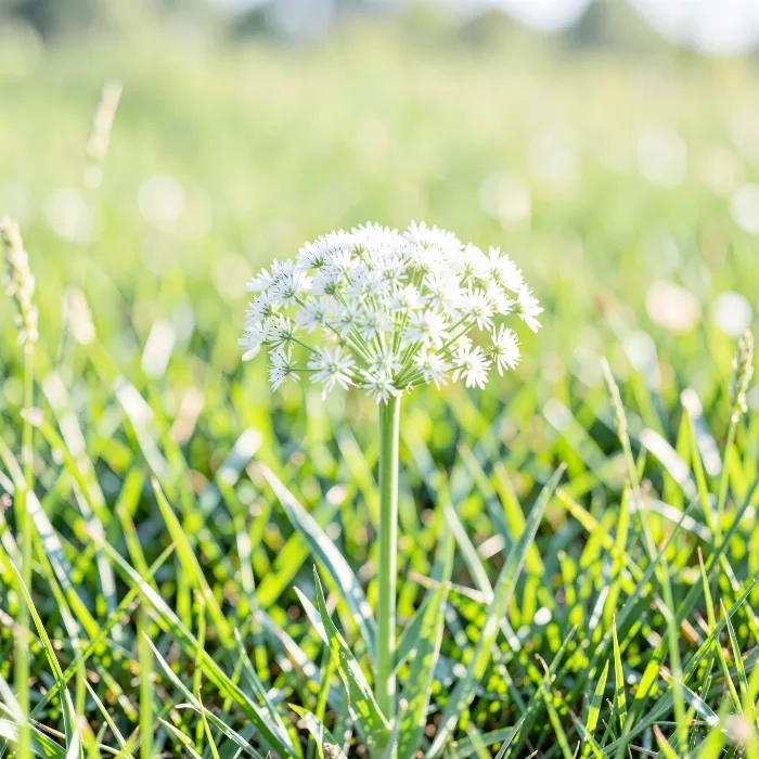 Meadow Lace