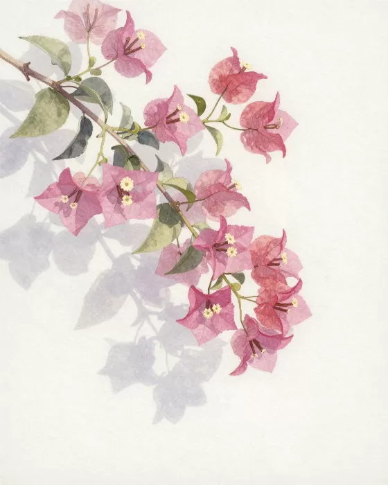 Sunlit Bougainvillea