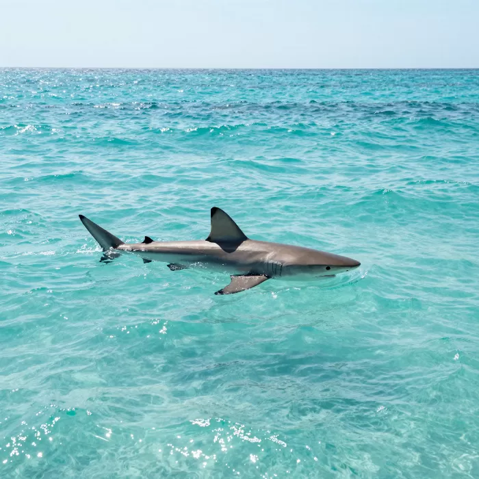 Fin Splash