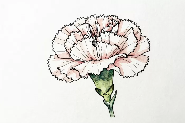 Ink Carnation