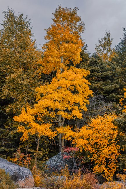 Fall Forever - Newfoundland art print