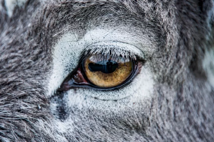 Northern Eye