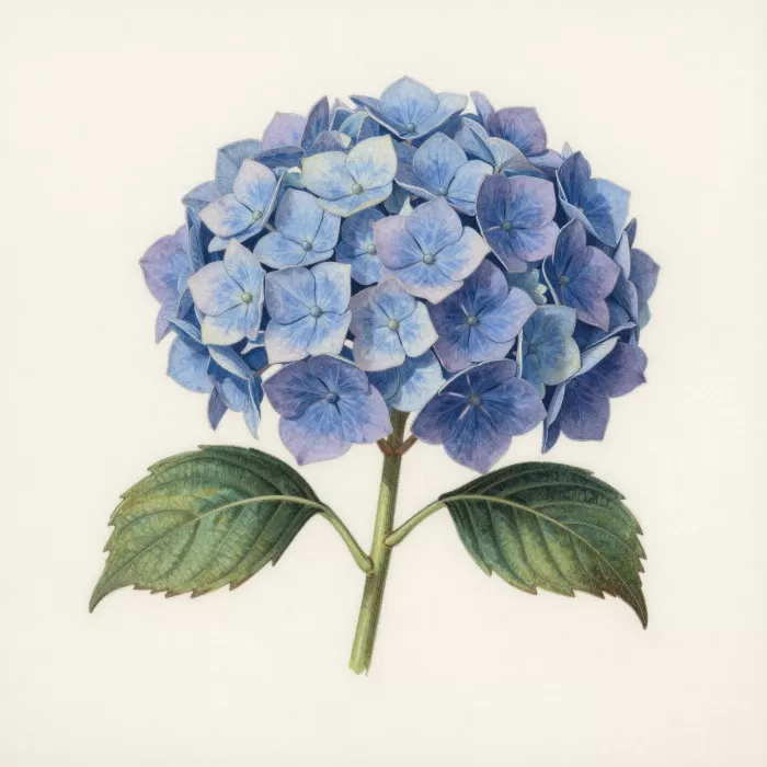 Blue Mauve