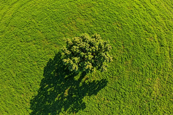 Solo Oak II