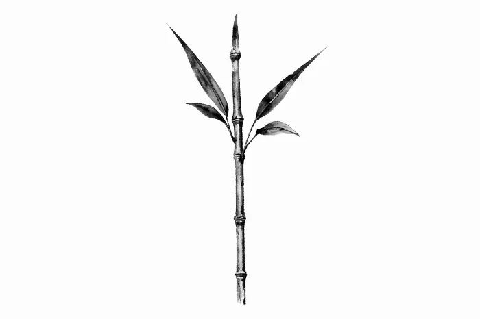 Bamboo Study