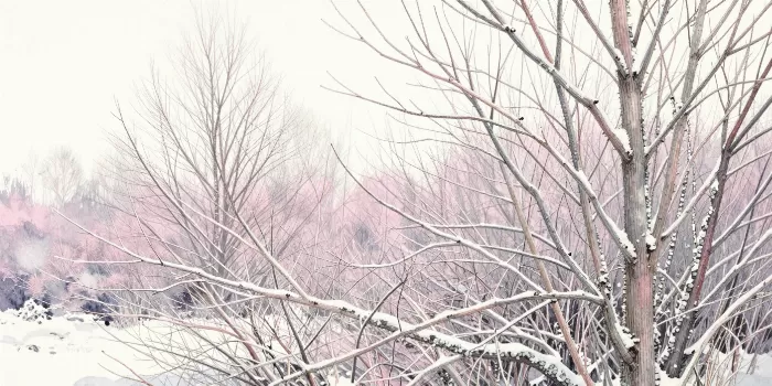 Winter Boughs
