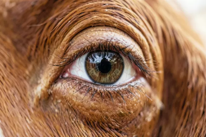 Bovine Gaze