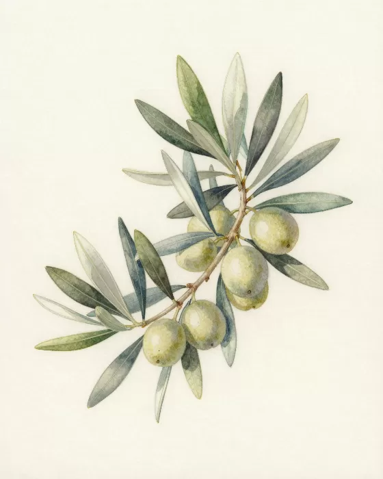 Tuscan Olive II