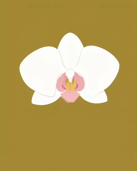 White Orchid