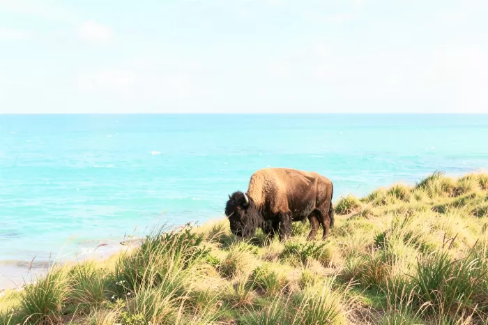Tidal Bison