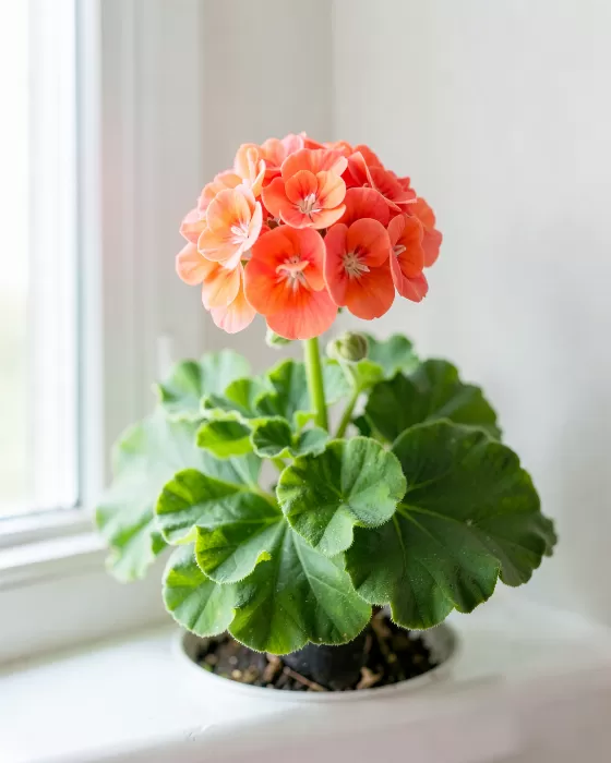 Windowsill Geranium