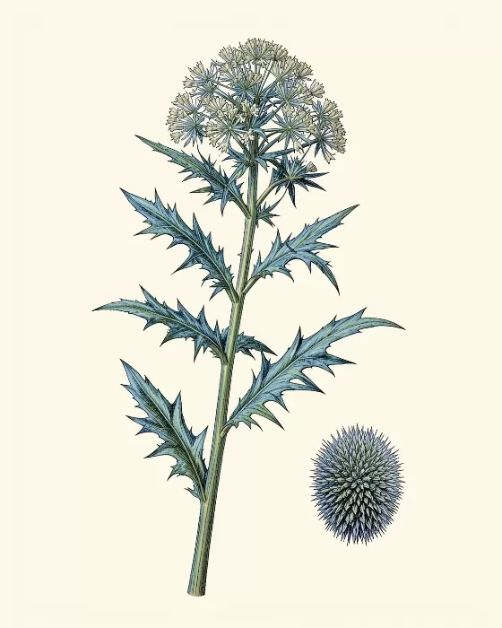 Sea Holly