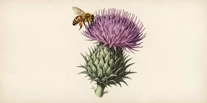 Thistle And Bee