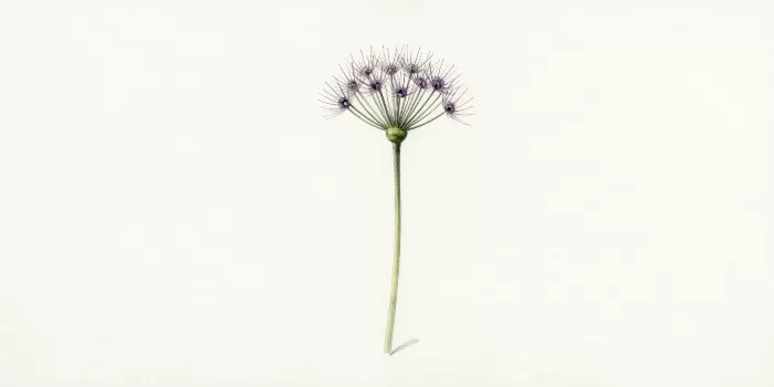 Pale Honesty