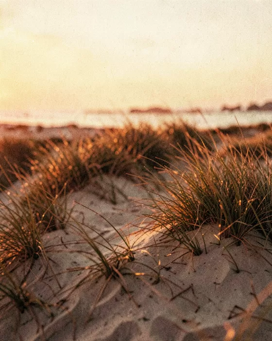 Sunset Grass