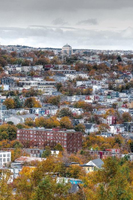 Living color - Newfoundland art print