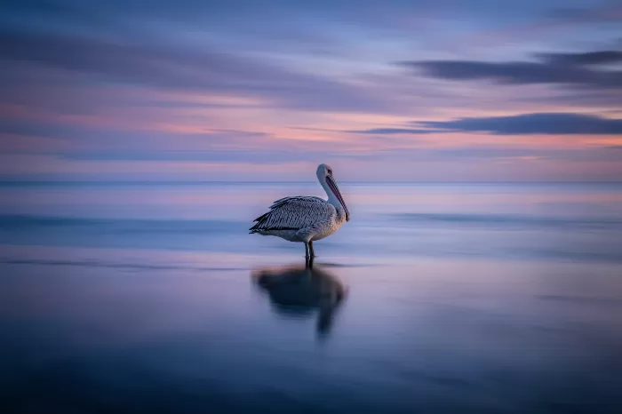 Quiet Shallows