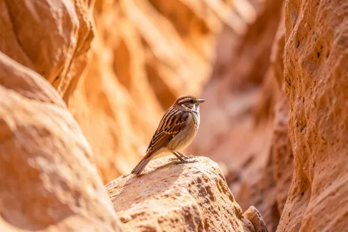 Canyon Wren II