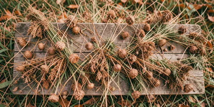 Harvest Grain