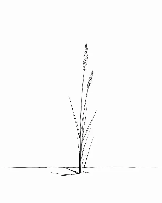 Reed Bending