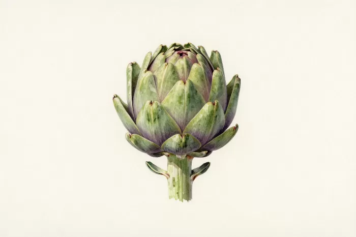 Artichoke Bloom
