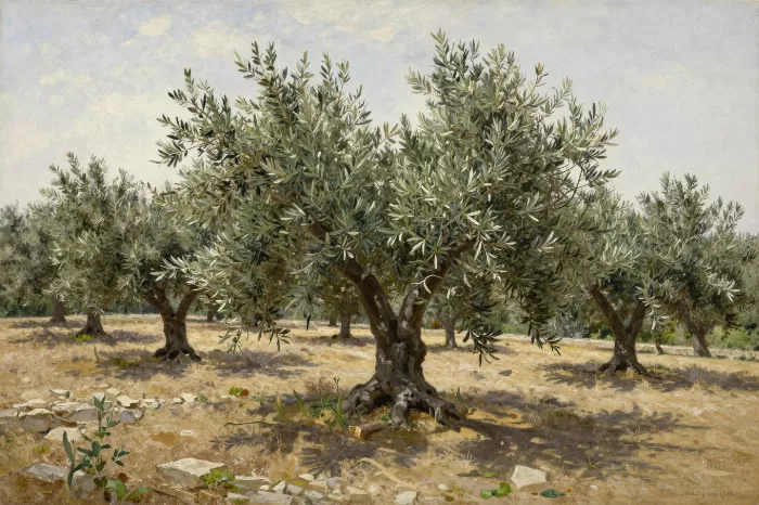 Olive Shade