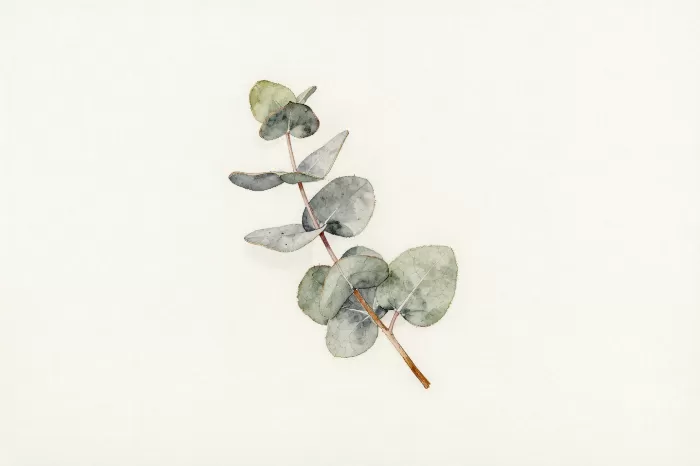 Nordic Eucalyptus