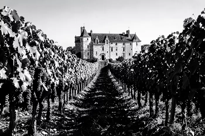 Bordeaux Harvest