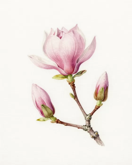 Magnolia Study III