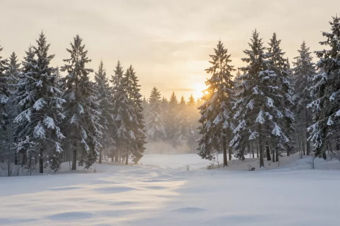 Snowy Dawn