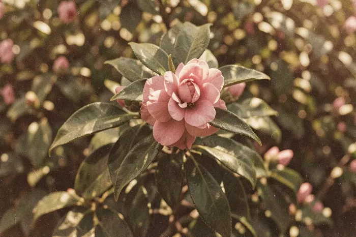 Rose Shadows