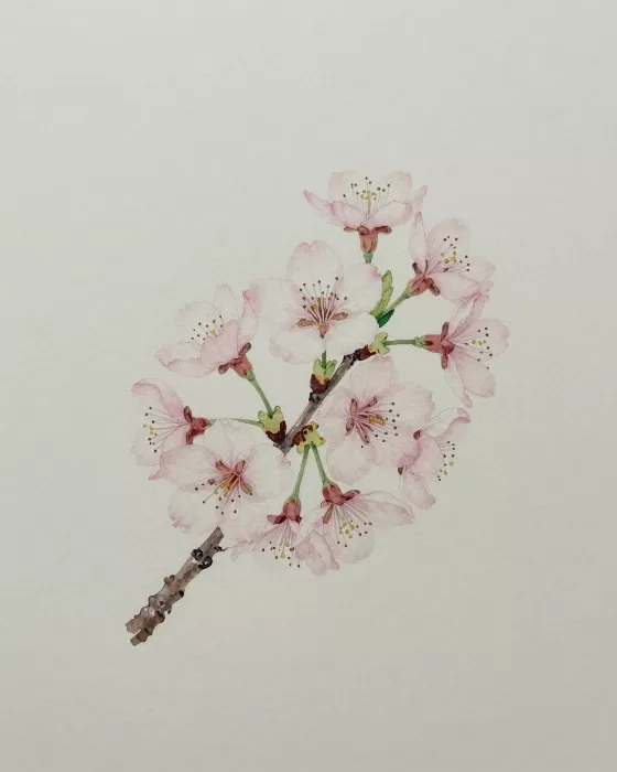 A Delicate