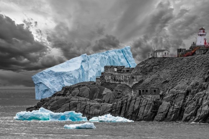 Up Close - Colour Pop - Newfoundland art print