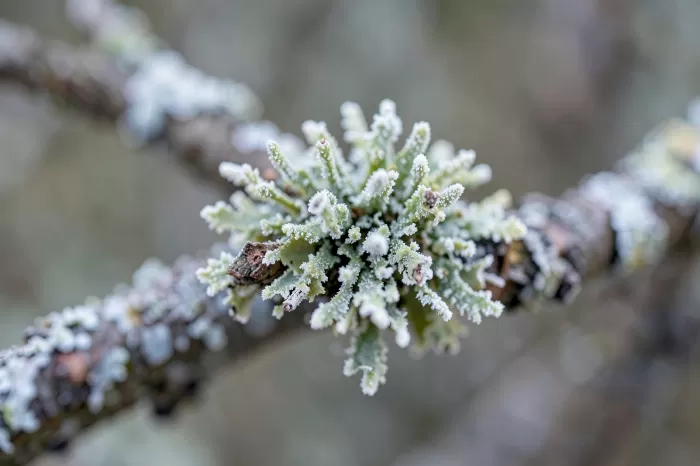 Winter Lace
