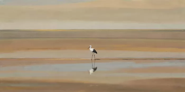 Stork In Fields