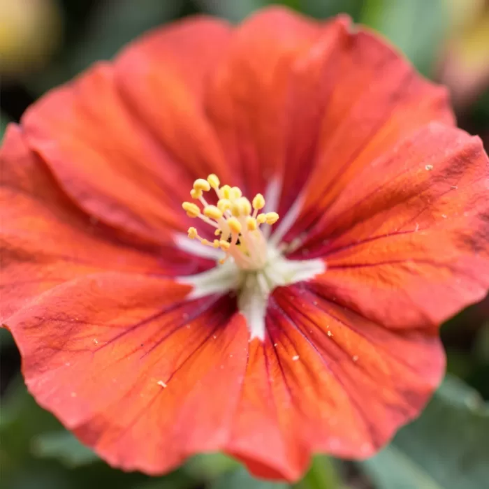 Crimson Stamen