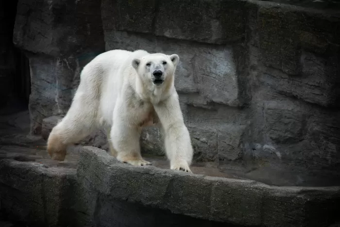 white furry polar bear walking on a stony cliff