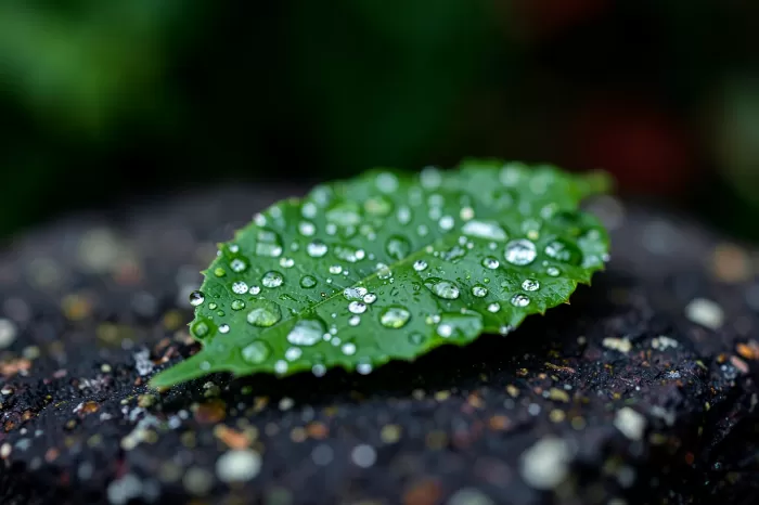 Precious Drop