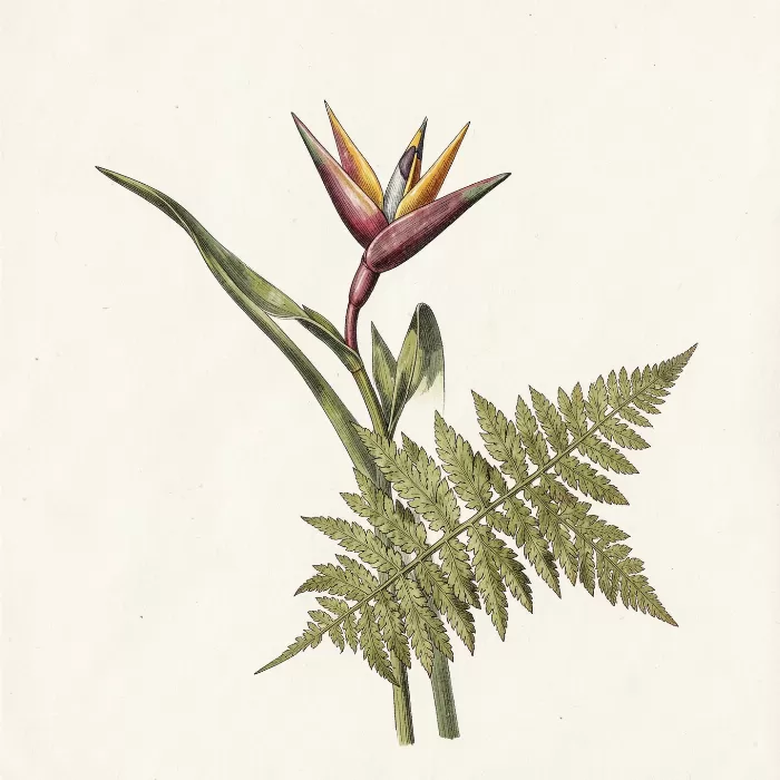 Heliconia Fern