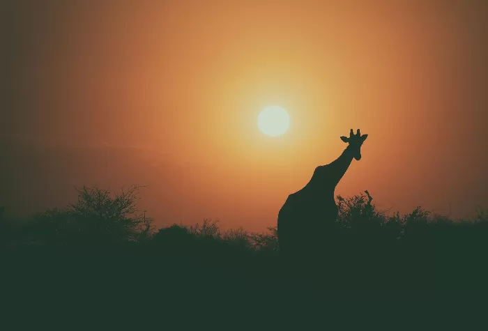 Silhouette Giraffe